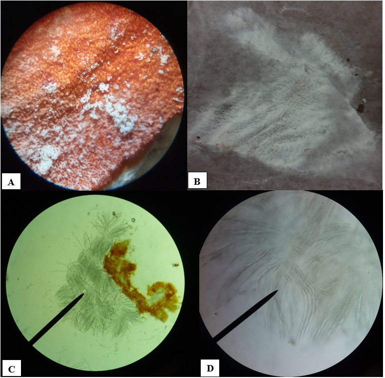 Hypomyces Lactifluorum Figure 2